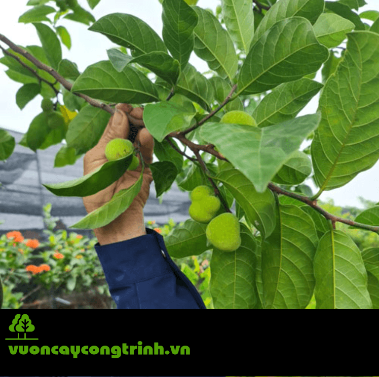 Cây Chay Ruột Đỏ có ăn được không? Công dụng thú vị ít ai biết