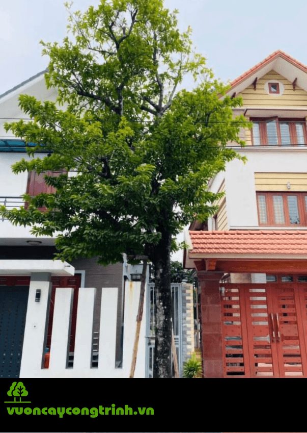 Cây Chay Ruột Đỏ – Vẻ Đẹp Cổ Kính Cho Sân Vườn Biệt Thự Đậm Chất Việt