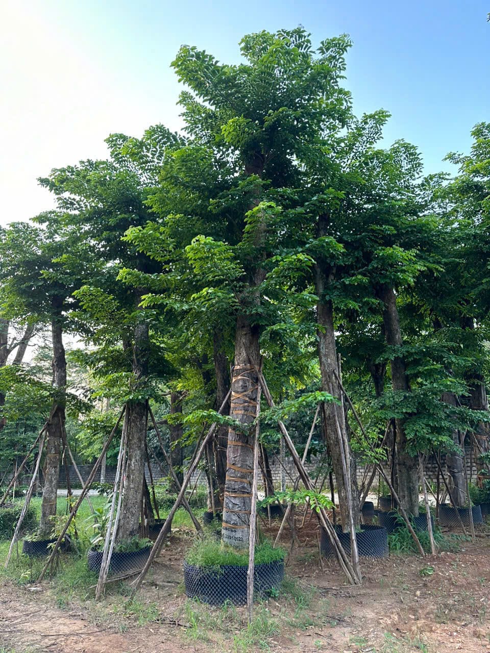Cây Sưa Hoa Vàng – Nét Thanh Lịch Cho Những Con Đường Phố Việt