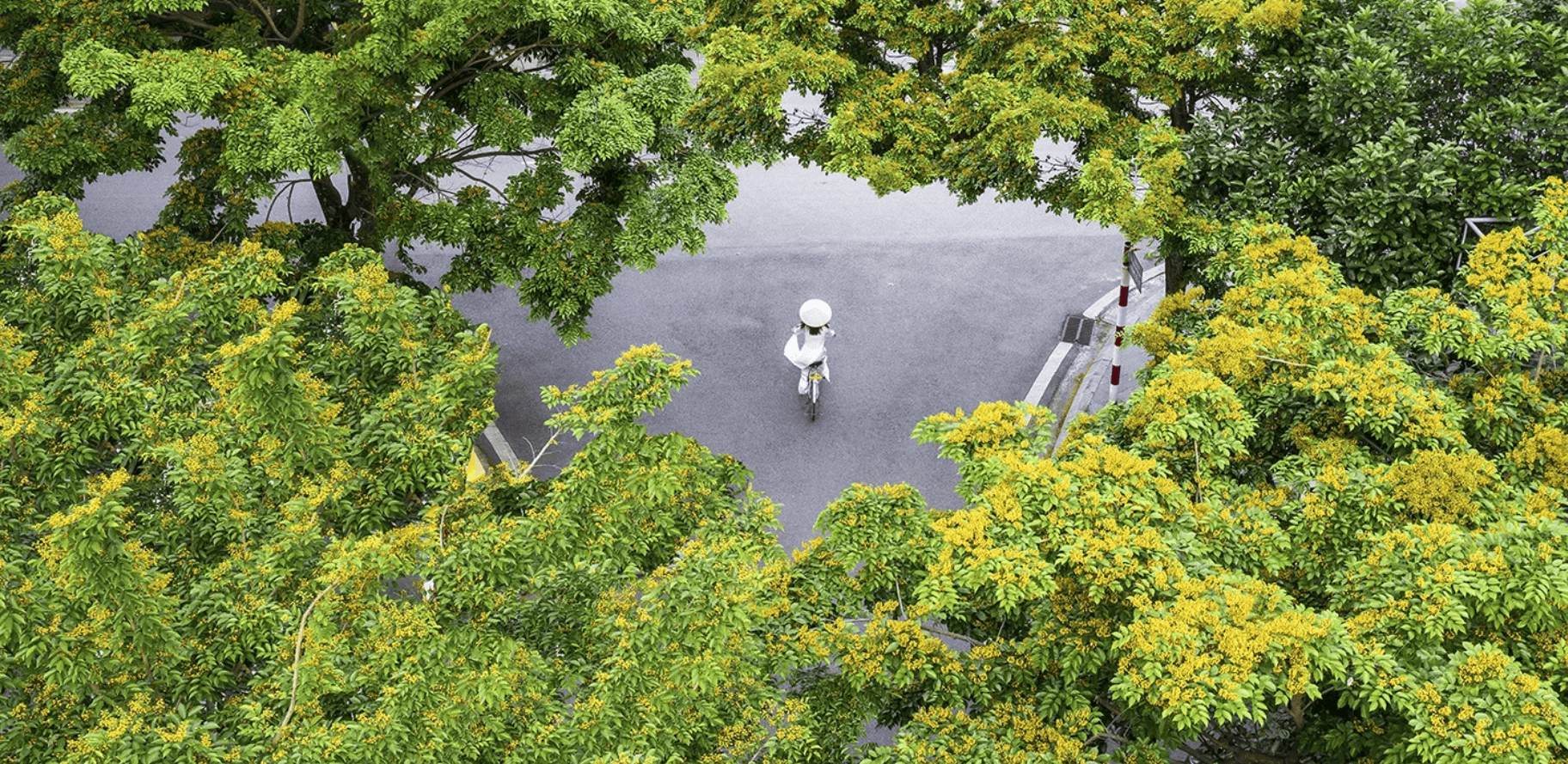 Cây Sưa Hoa Vàng – Nét Thanh Lịch Cho Những Con Đường Phố Việt