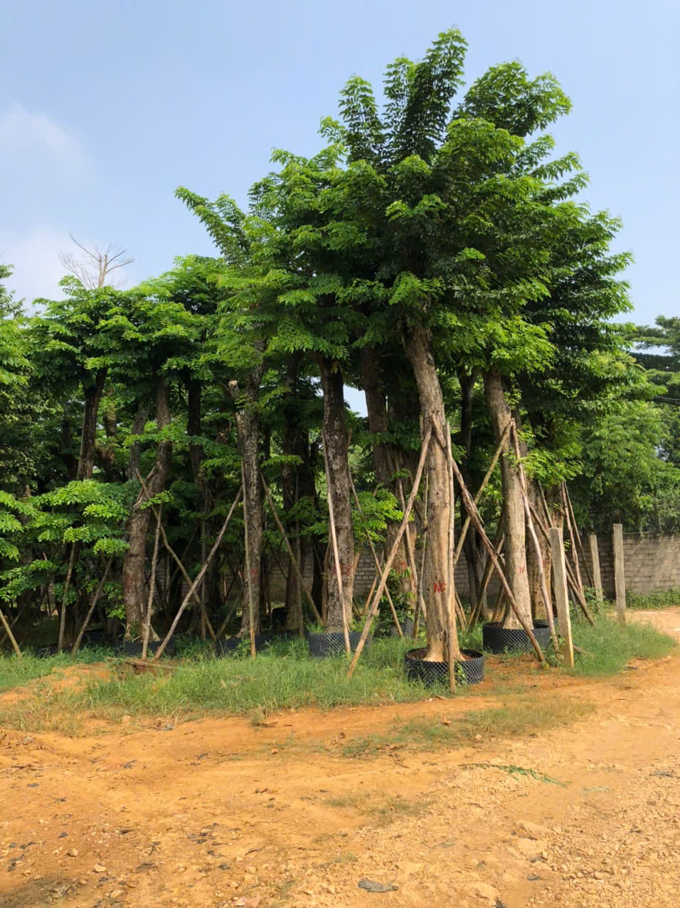 Cây Sưa Hoa Vàng – Nét Thanh Lịch Cho Những Con Đường Phố Việt