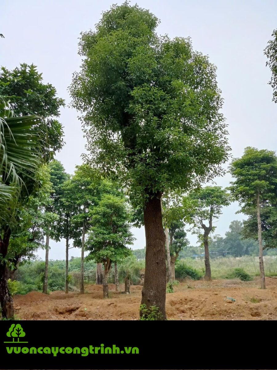 Lá Thơm – Gỗ Quý – Bóng Mát Bố Lâu: Cây Long Não Có Gì Đặc Biệt?