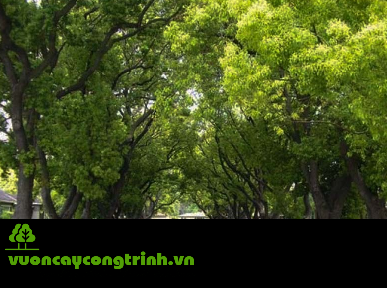 Lá Thơm – Gỗ Quý – Bóng Mát Bố Lâu: Cây Long Não Có Gì Đặc Biệt?