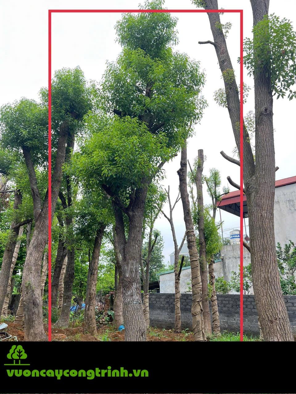 Lá Thơm – Gỗ Quý – Bóng Mát Bố Lâu: Cây Long Não Có Gì Đặc Biệt?