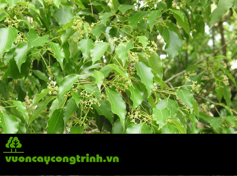 Lá Thơm – Gỗ Quý – Bóng Mát Bố Lâu: Cây Long Não Có Gì Đặc Biệt?