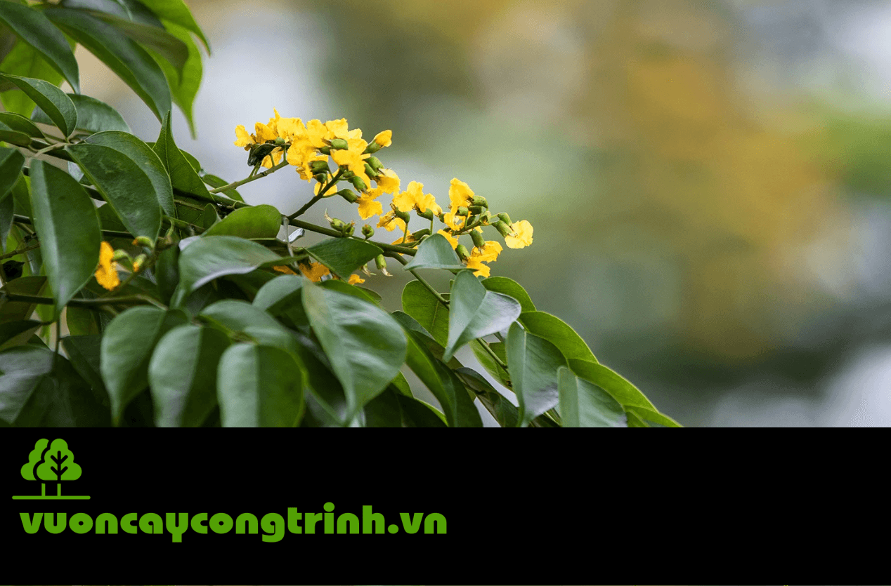 Tìm Hiểu Về Cây Giáng Hương – Vẻ Đẹp Tán Rộng Và Sức Sống Mạnh Mẽ