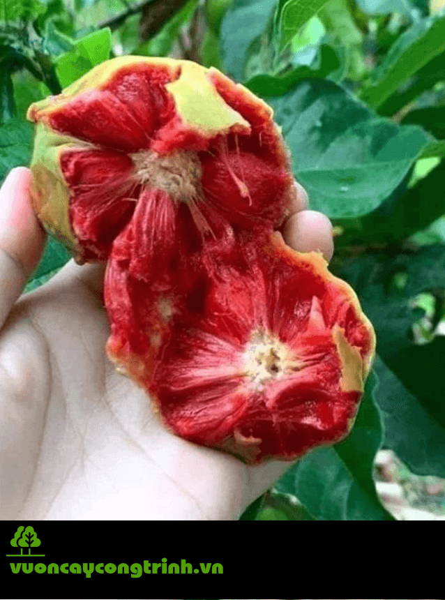 Tại sao nên trồng cây Chay trong công viên, trường học?
