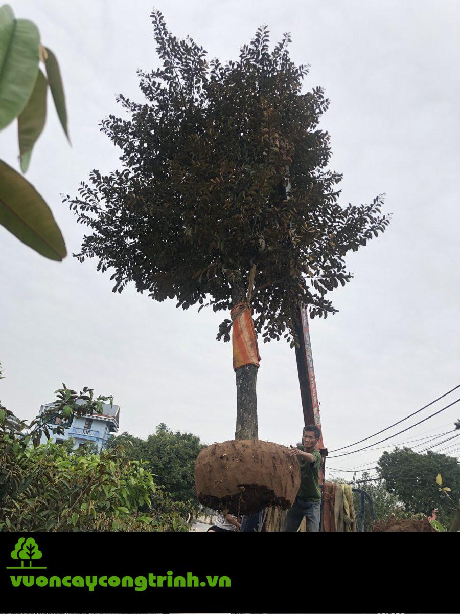 Tán Rộng, Quả Ngọt, Dễ Chăm – Cây Vú Sữa Là Loại Cây Đáng Cân Nhắc Cho Khuôn Viên