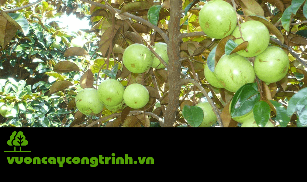 Tán Rộng, Quả Ngọt, Dễ Chăm – Cây Vú Sữa Là Loại Cây Đáng Cân Nhắc Cho Khuôn Viên