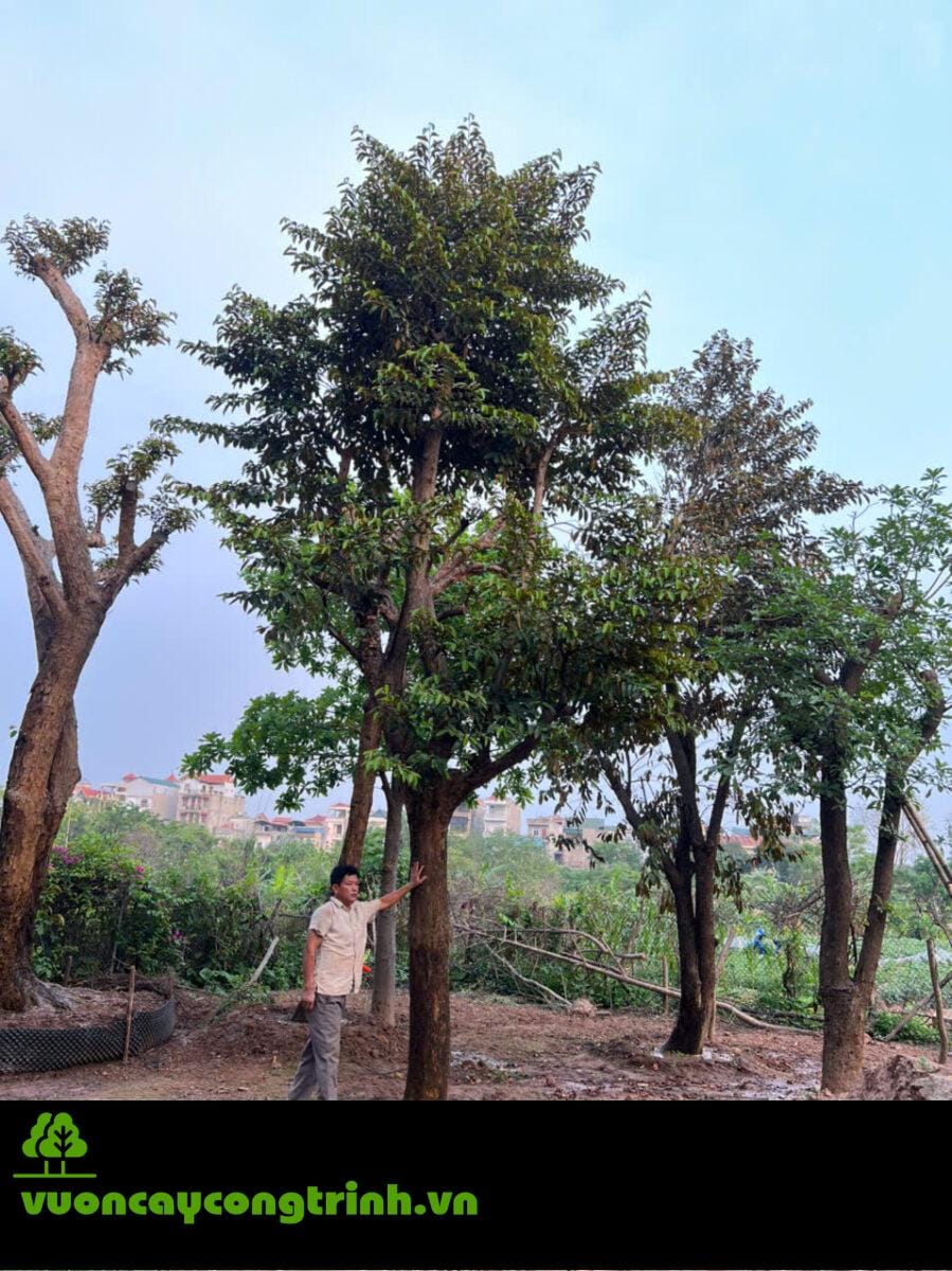 Tán Rộng, Quả Ngọt, Dễ Chăm – Cây Vú Sữa Là Loại Cây Đáng Cân Nhắc Cho Khuôn Viên