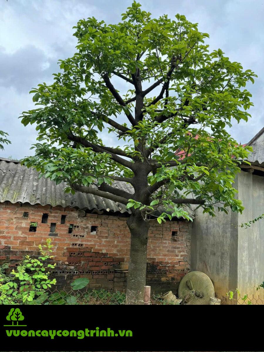 Cây Chay Ruột Đỏ – Hồn Quê Xưa Trong Sân Vườn Biệt Thự Sang Trọng