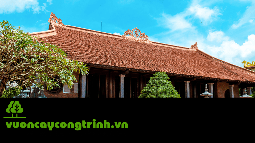 Cây Chay Ruột Đỏ – Hồn Quê Xưa Trong Sân Vườn Biệt Thự Sang Trọng