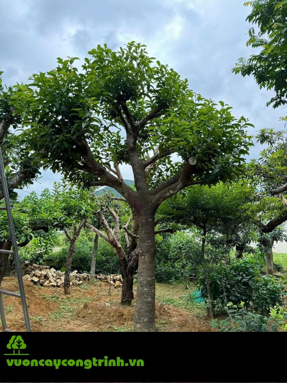 Cây Chay Ruột Đỏ – Hồn Quê Xưa Trong Sân Vườn Biệt Thự Sang Trọng