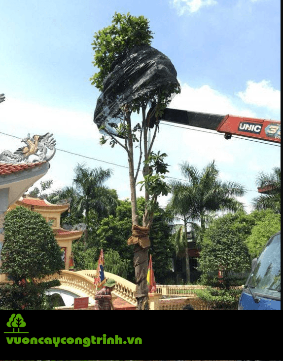 Cần Mua Cây Sa La Giao Hàng Tận Nơi