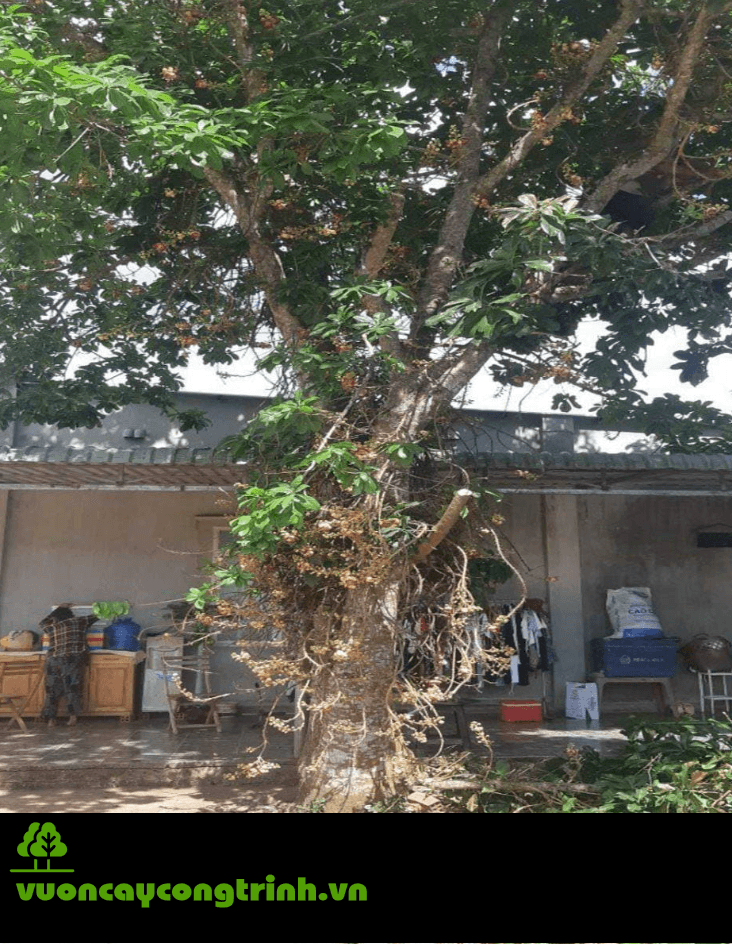 Cần Mua Cây Sa La Giao Hàng Tận Nơi