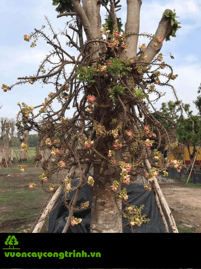 Cần Mua Cây Sa La Giao Hàng Tận Nơi