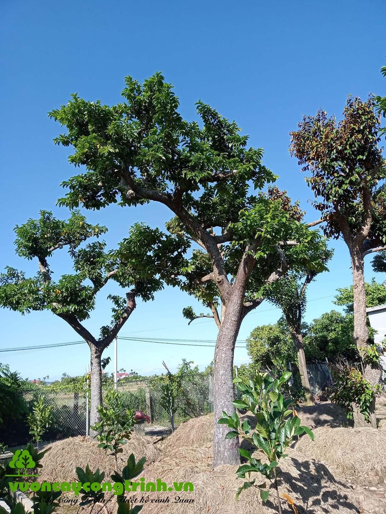 Cây Chay Ruột Đỏ - Chay Ăn Trầu: Linh Mộc Trong Vườn Việt Xưa
