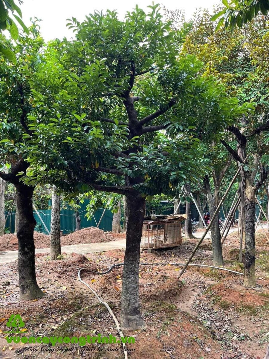 Cây Chay Ruột Đỏ - Chay Ăn Trầu: Linh Mộc Trong Vườn Việt Xưa