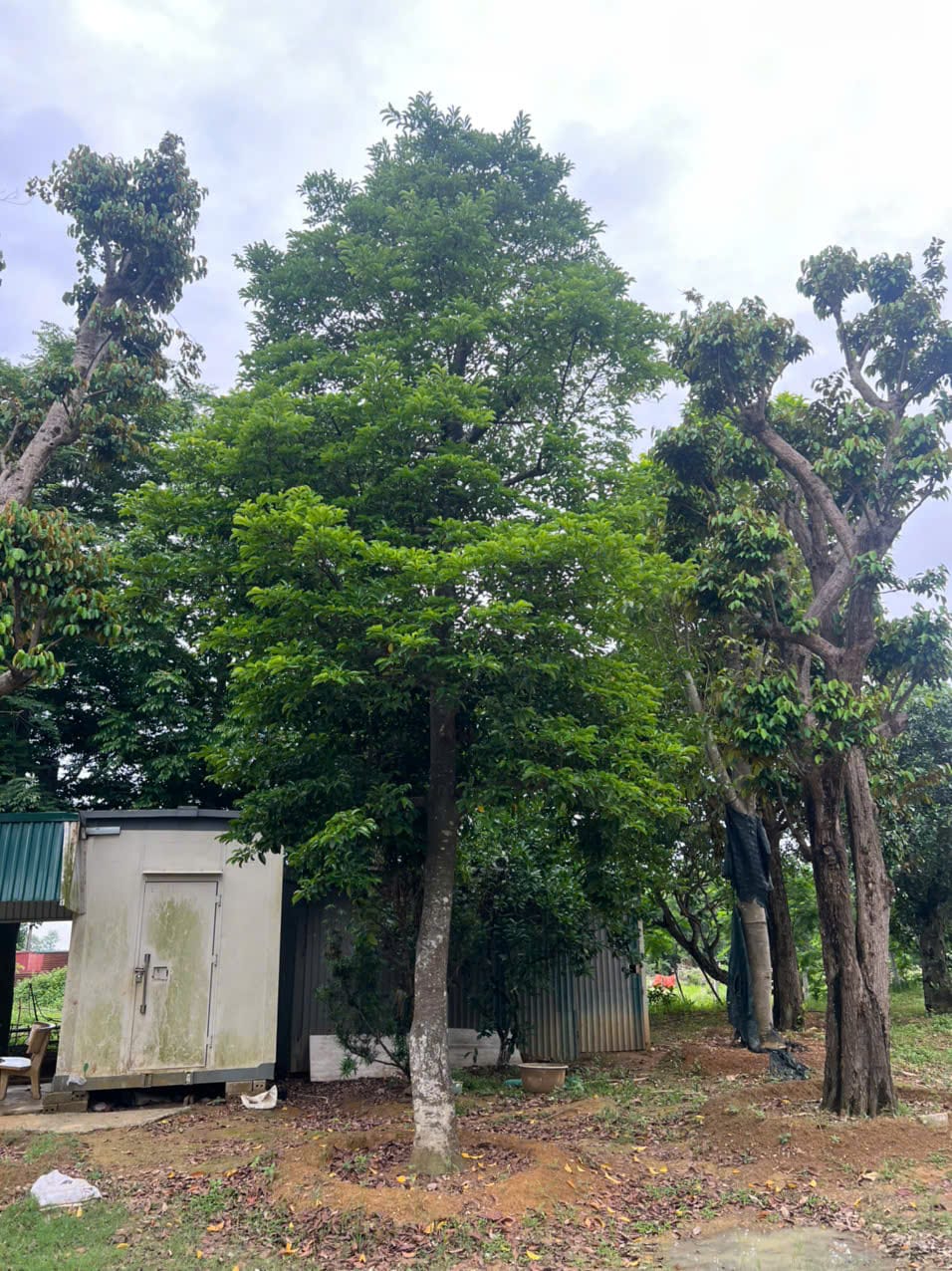 Cây Chay Ruột Đỏ - Chay Ăn Trầu: Linh Mộc Trong Vườn Việt Xưa