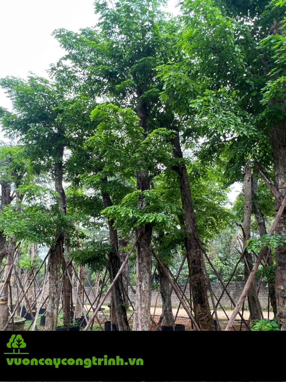 Cây Giáng Hương Có Phải Là Giải Pháp Xanh Lý Tưởng Cho Đô Thị Hiện Đại?