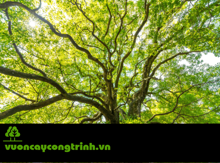 Cây Long Não có tác dụng gì? Vì sao được ưa chuộng?