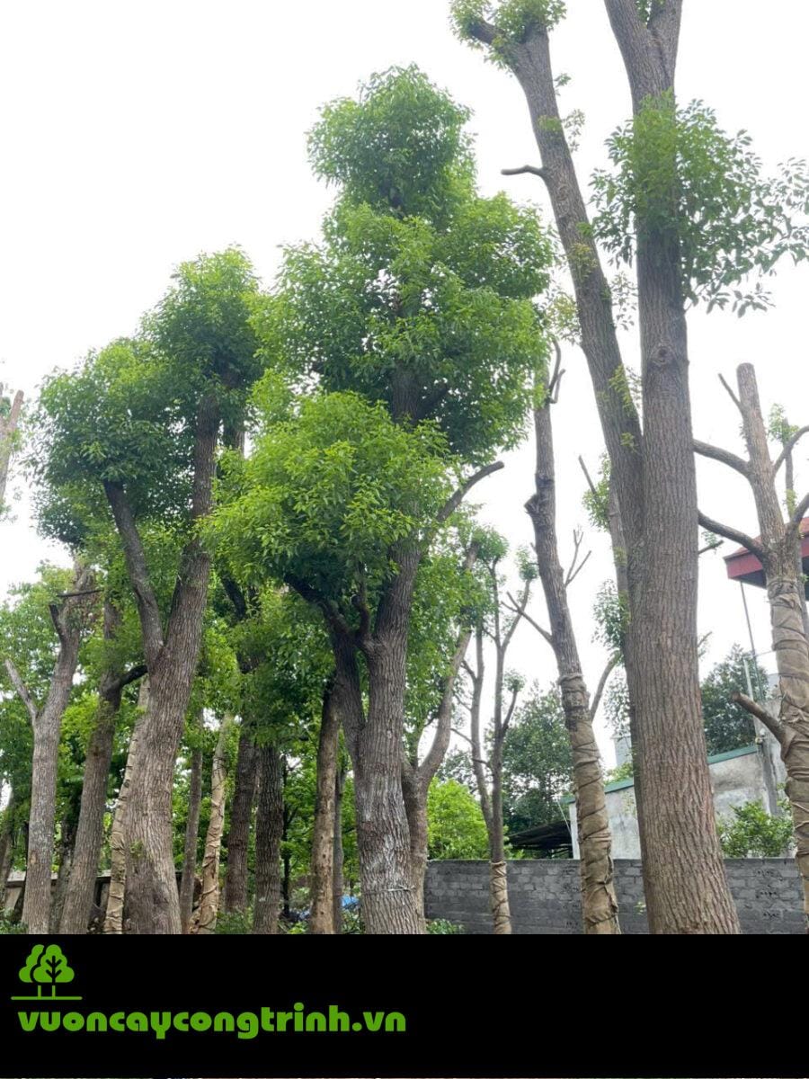 Cây Long Não có tác dụng gì? Vì sao được ưa chuộng?