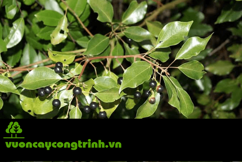 Cây Long Não có tác dụng gì? Vì sao được ưa chuộng?