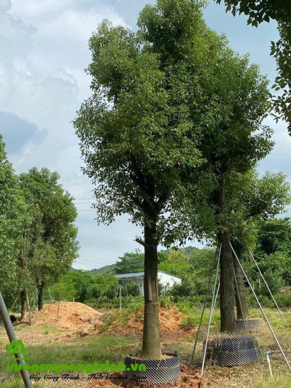 Cây Long Não: Lựa Chọn Hoàn Hảo Cho Công Trình, Cảnh Quan Và Gia Đình
