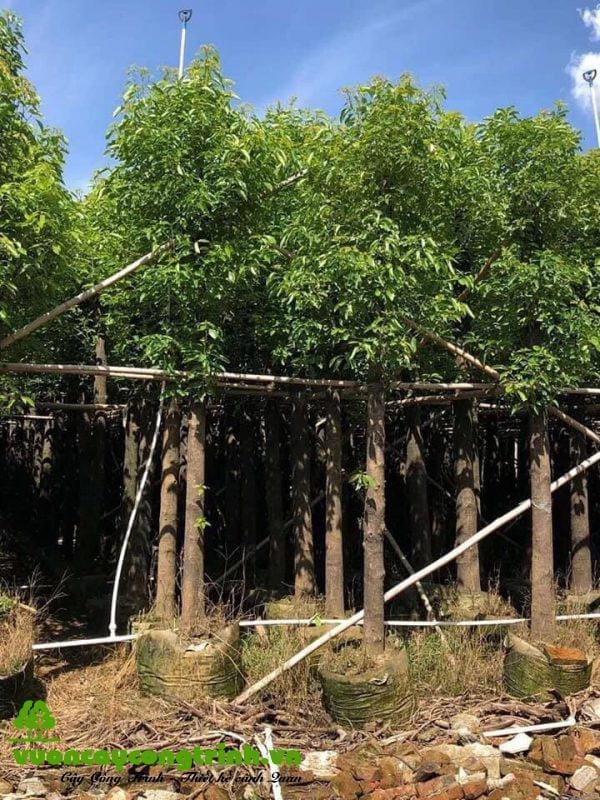 Cây Long Não: Lựa Chọn Hoàn Hảo Cho Công Trình, Cảnh Quan Và Gia Đình