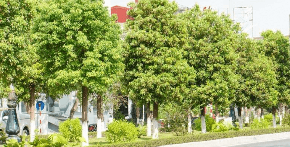 Cây Long Não: Lựa Chọn Hoàn Hảo Cho Công Trình, Cảnh Quan Và Gia Đình