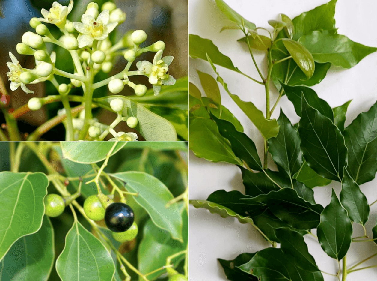 Cây Long Não: Mang Hương Thơm Vào Không Gian Sống
