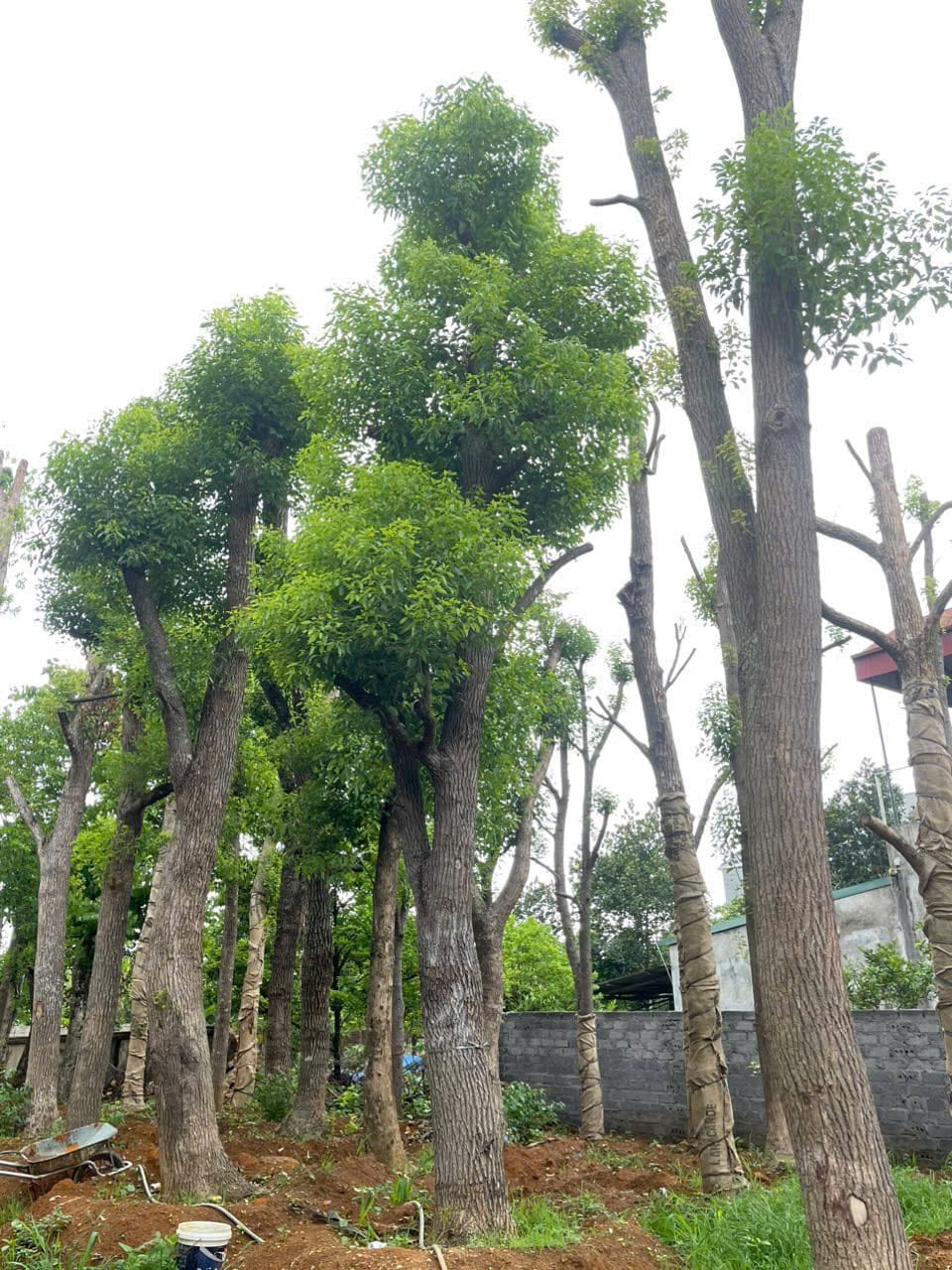 Cây Long Não: Mang Hương Thơm Vào Không Gian Sống