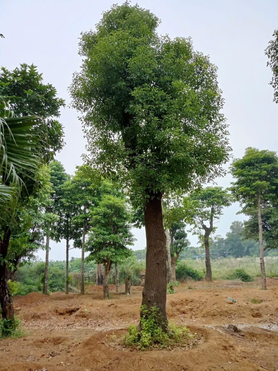 Cây Long Não: Mang Hương Thơm Vào Không Gian Sống