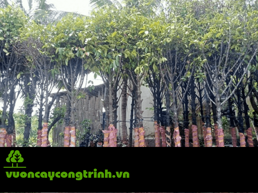Cây Măng Cụt Hợp Đất Nào? Trồng Bao Lâu Thì Có Trái?