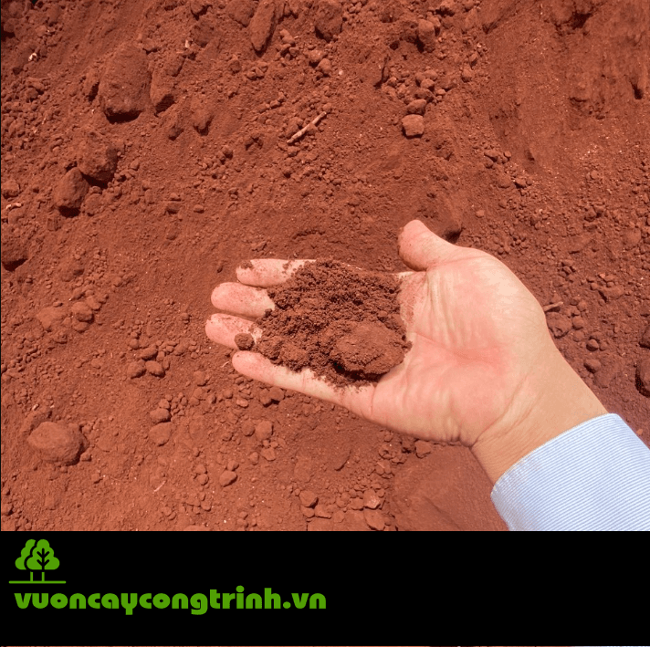 Cây Măng Cụt Hợp Đất Nào? Trồng Bao Lâu Thì Có Trái?