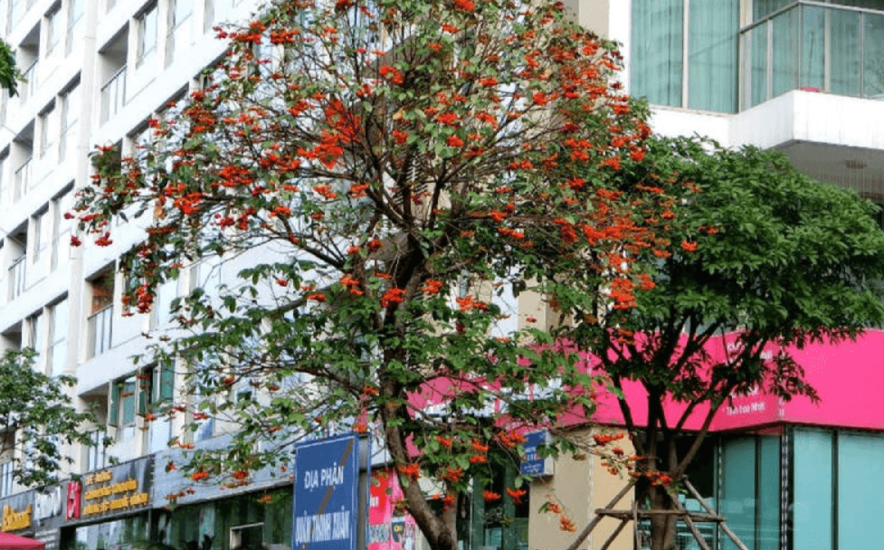 Cây Sang Hoa Đỏ: Tô Điểm Không Gian Sống Với Màu Lá Xanh Và Hoa Đỏ Quyến Rũ