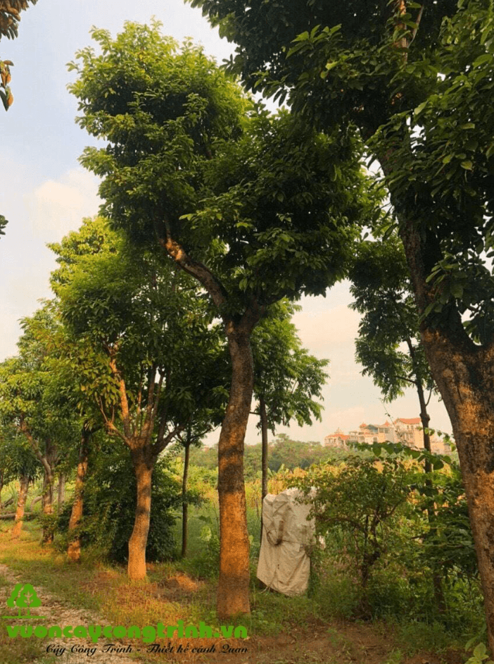 Cây Sang Hoa Đỏ: Tô Điểm Không Gian Sống Với Màu Lá Xanh Và Hoa Đỏ Quyến Rũ