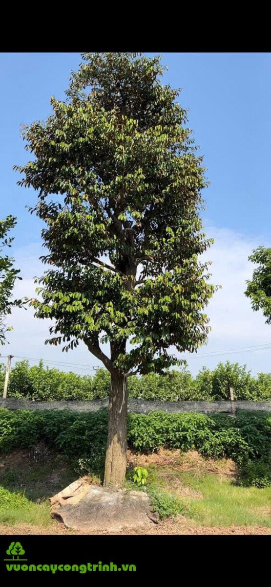 Cây Vú Sữa – Vừa Tạo Bóng Mát, Vừa Cho Trái Ngọt, Lá Sạch, Sống Lâu Cho Sân Vườn Thêm Sinh Khí