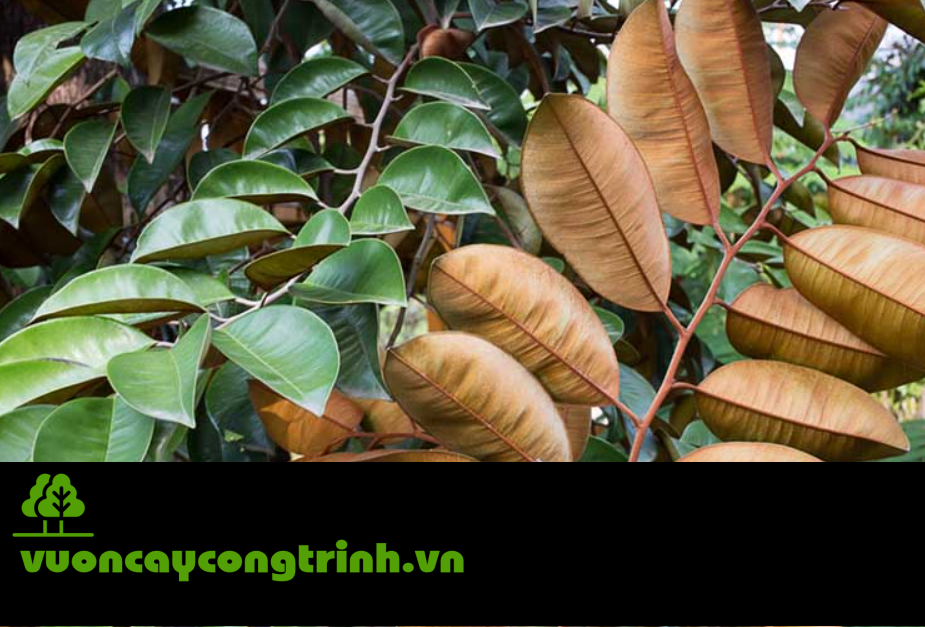 Cây Vú Sữa – Vừa Tạo Bóng Mát, Vừa Cho Trái Ngọt, Lá Sạch, Sống Lâu Cho Sân Vườn Thêm Sinh Khí
