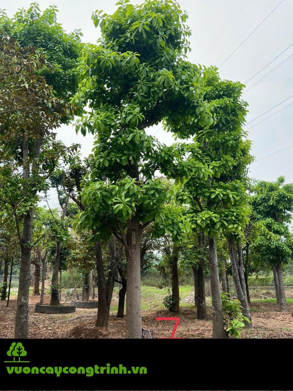 Có Nên Cung Tiến Cây Sa La Dâng Chùa Không?