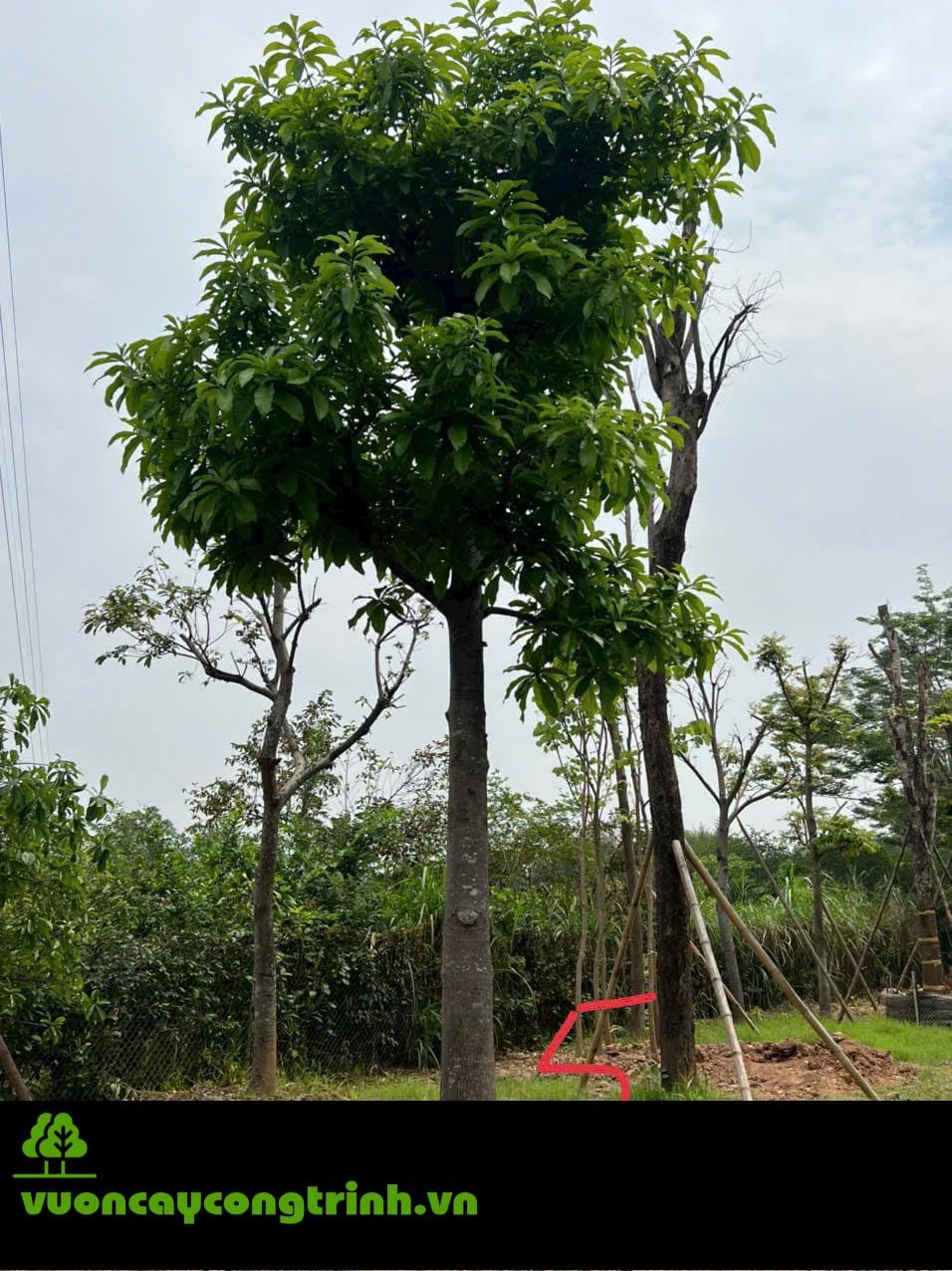 Có Nên Cung Tiến Cây Sa La Dâng Chùa Không?