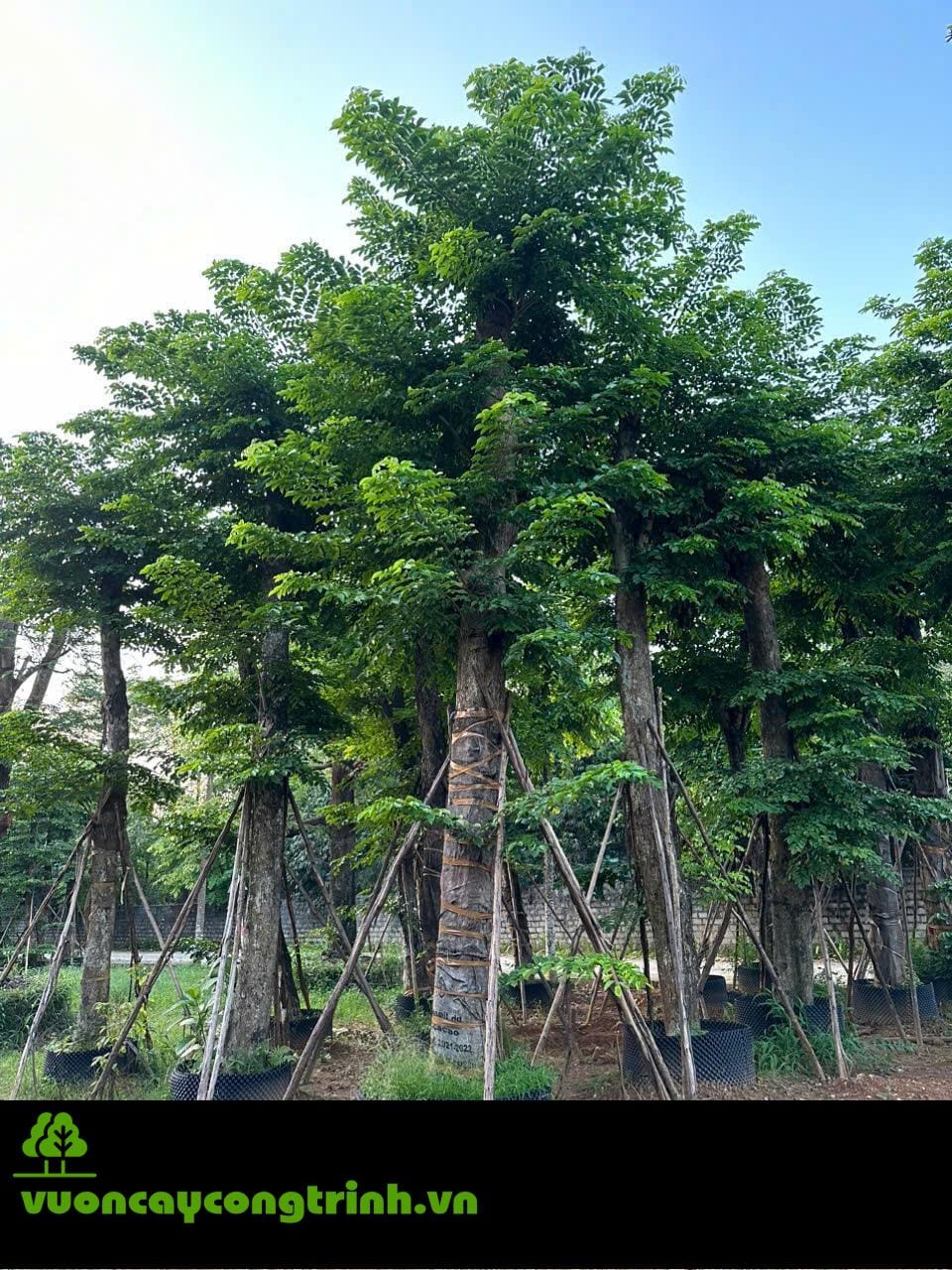 Giáng Hương – Loài Cây Chịu Hạn Tuyệt Vời Không Kén Đất, Dành Cho Đất Khô Cằn, Sỏi Đá