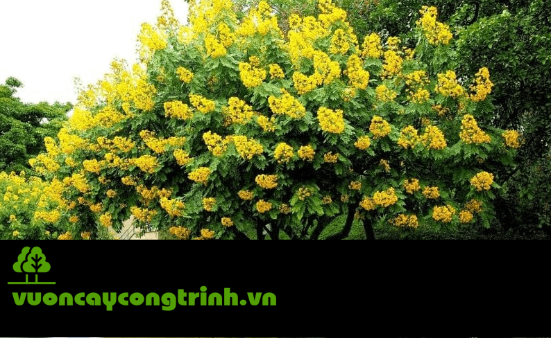 Giáng Hương – Loài Cây Chịu Hạn Tuyệt Vời Không Kén Đất, Dành Cho Đất Khô Cằn, Sỏi Đá