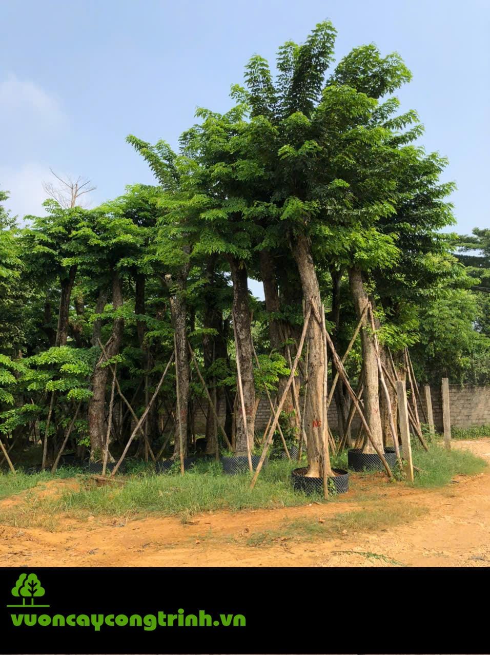 Giáng Hương – Loài Cây Chịu Hạn Tuyệt Vời Không Kén Đất, Dành Cho Đất Khô Cằn, Sỏi Đá