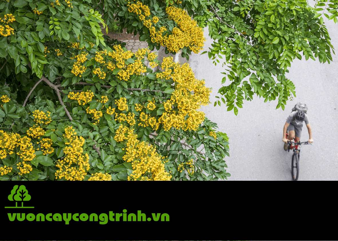 Giáng Hương – Loài Cây Chịu Hạn Tuyệt Vời Không Kén Đất, Dành Cho Đất Khô Cằn, Sỏi Đá