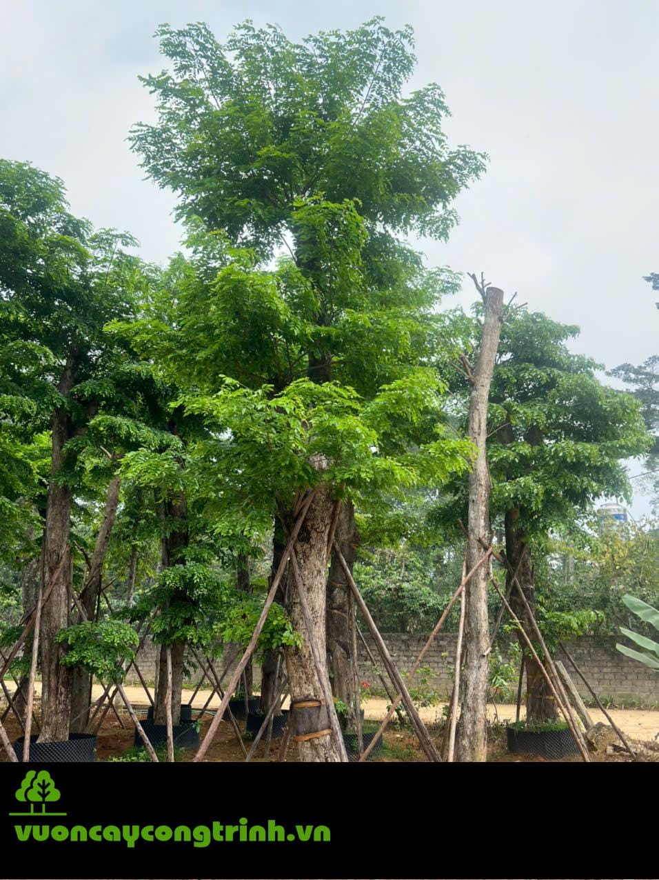 Giáng Hương – Loài Cây Chịu Hạn Tuyệt Vời Không Kén Đất, Dành Cho Đất Khô Cằn, Sỏi Đá
