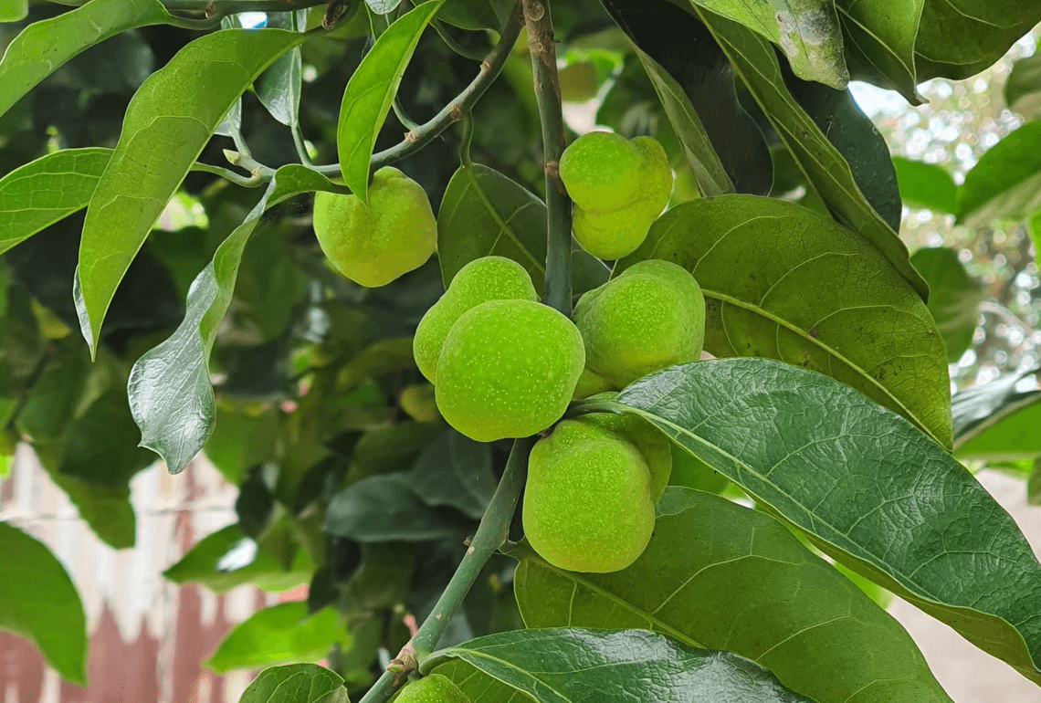 Gợi Ý 3 Loại Cây Bóng Mát Lý Tưởng Cho Sân Vườn Gia Đình