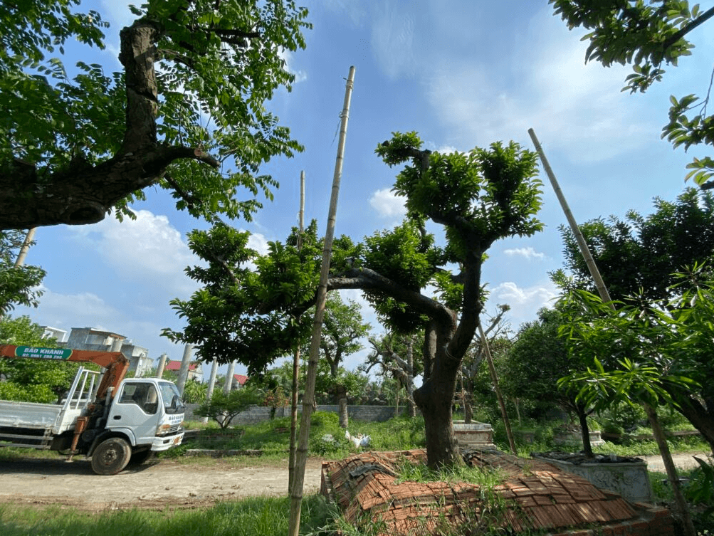 Gợi Ý 3 Loại Cây Bóng Mát Lý Tưởng Cho Sân Vườn Gia Đình