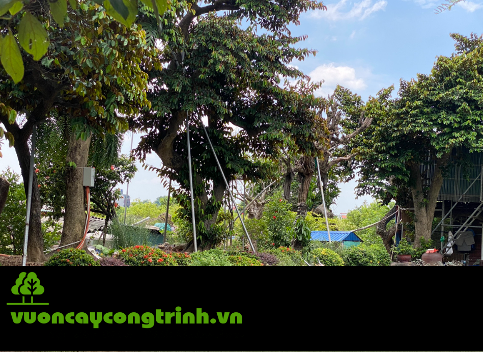Gợi Ý Chọn Cây Vú Sữa Công Trình Theo Diện Tích Sân – Trồng Là Mát Ngay