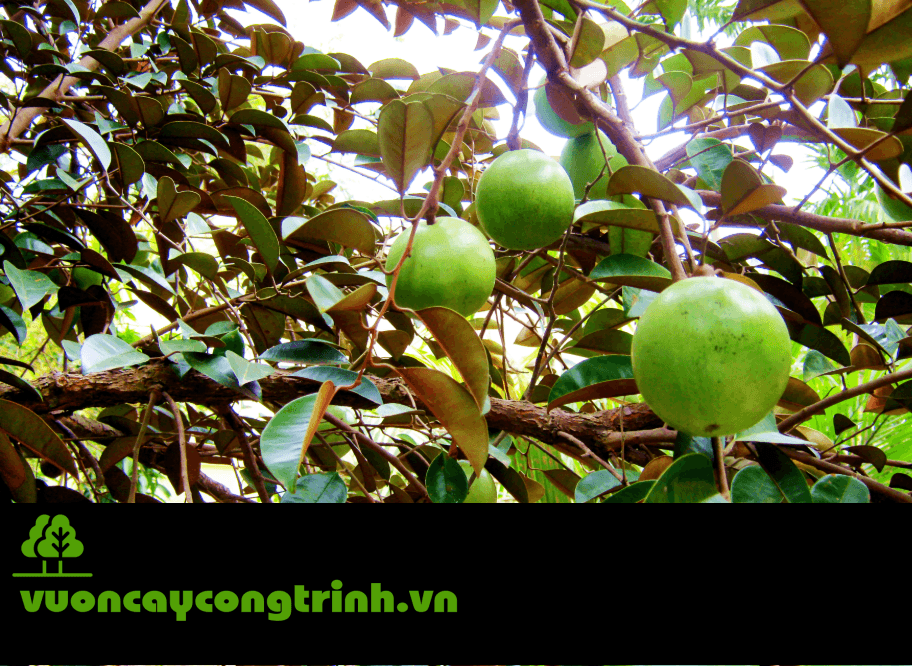 Gợi Ý Chọn Cây Vú Sữa Công Trình Theo Diện Tích Sân – Trồng Là Mát Ngay